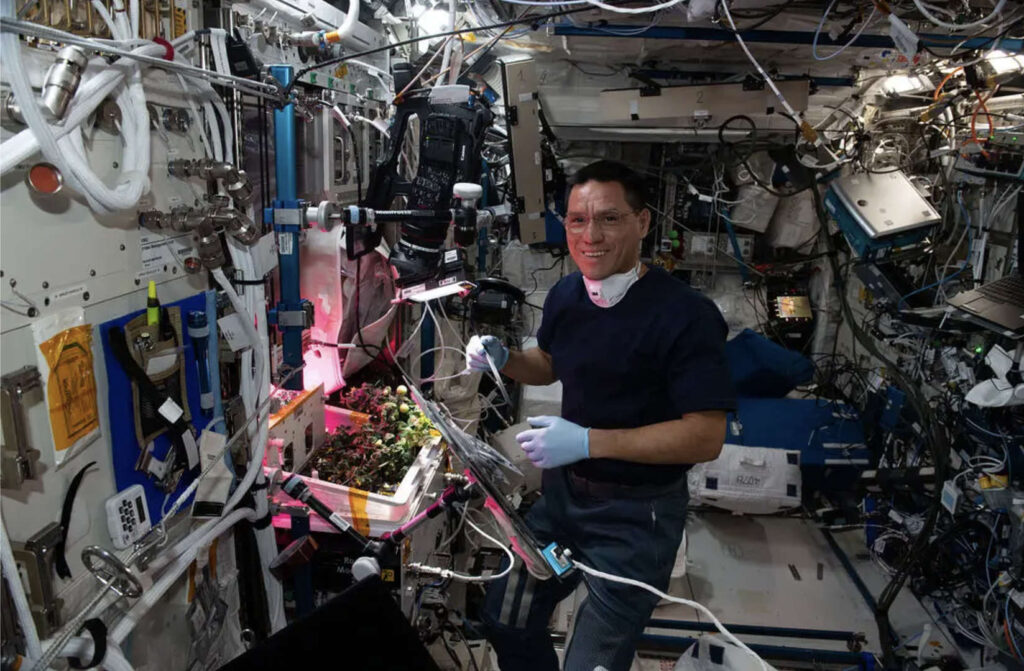 Space-grown tomato, International Space Station (ISS)